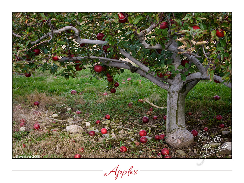 1Nov2008 Apples 23695