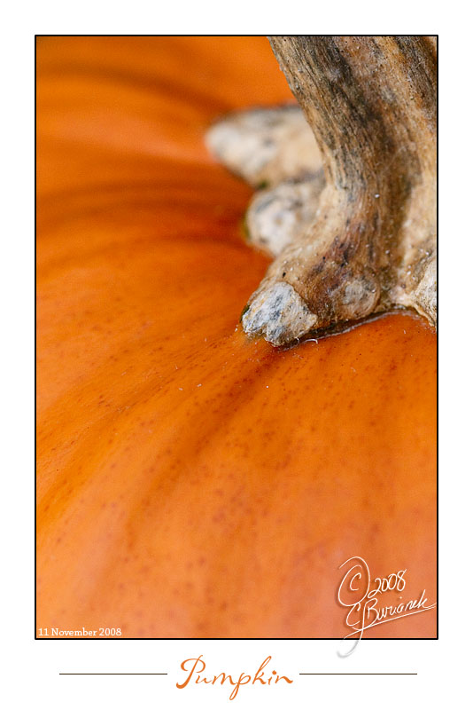 11Nov2008 Pumpkin 23729