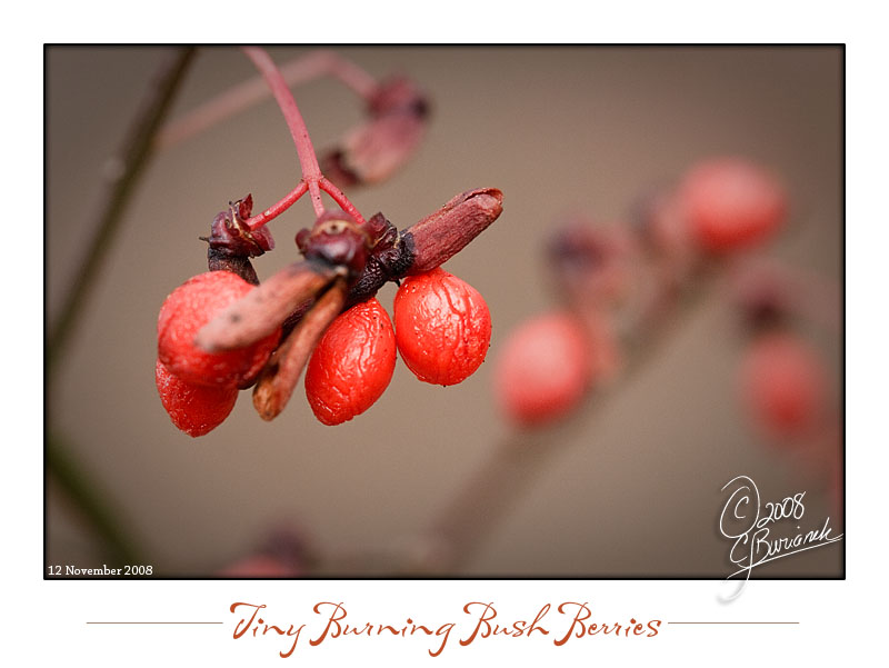 12Nov2008 Tiny Burning Bush Berries 23732