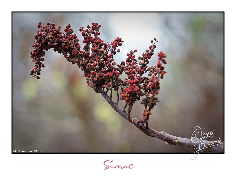 14Nov2008 Sumac 23746