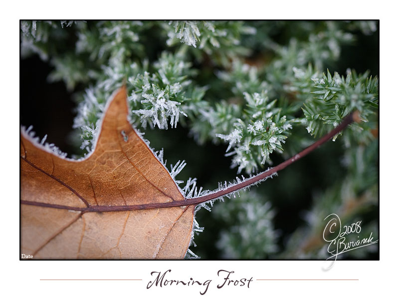 20Nov2008 Morning Frost 23758