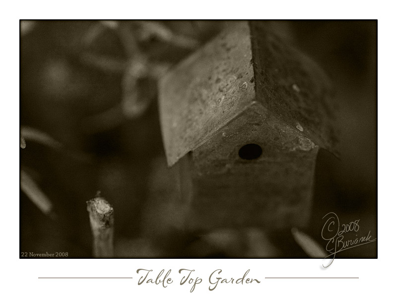 22Nov2008 Table Top Garden 23772