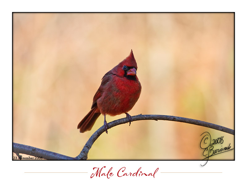 23Nov2008 Male Cardinal 23776