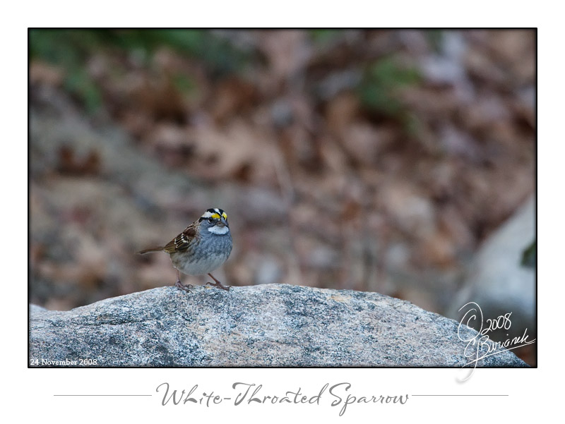 24Nov2008 White-Throated Sparrow 23786.jpg
