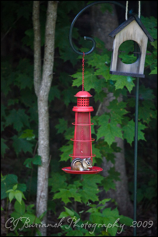2009Jun08 Chipmunk 3865.jpg