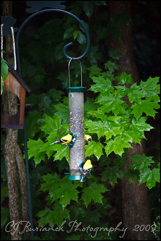 2009Jun09 Goldfinches 3874.jpg