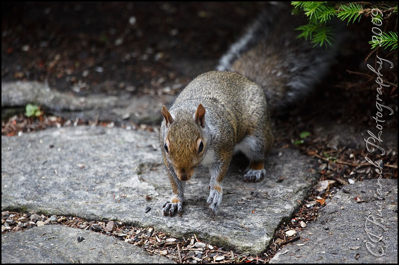 2009Jun10 Squirrel 3883.jpg