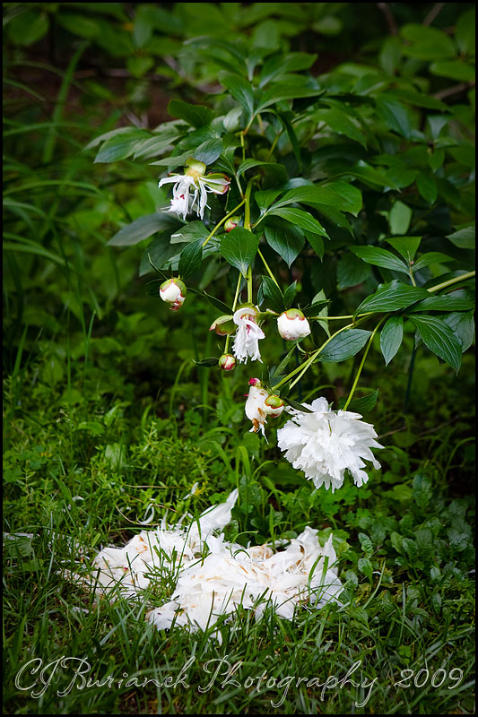 2009Jun12 Dropped Petals 3895.jpg