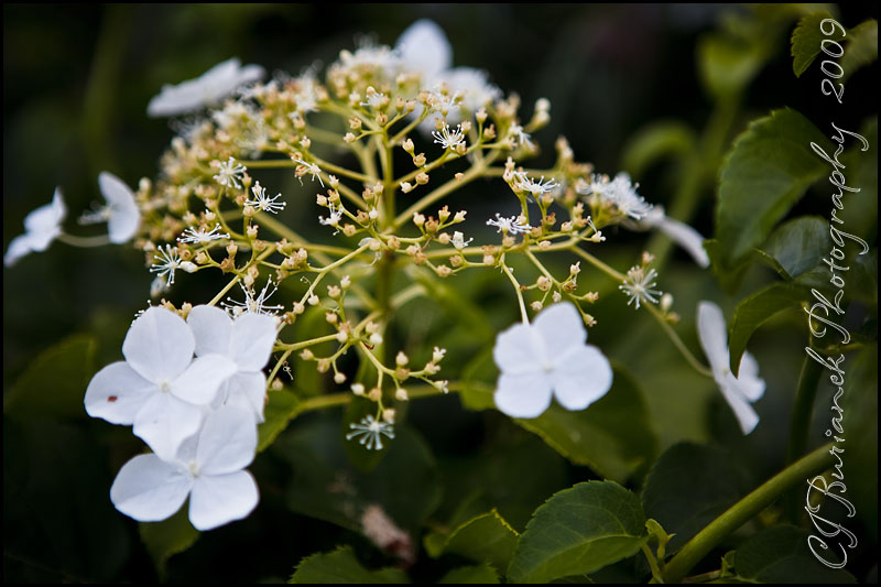 2009Jun14 Hydrangea 3909.jpg