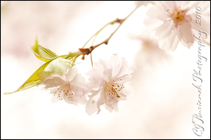 20100416-6182-Cherry Blossom.jpg