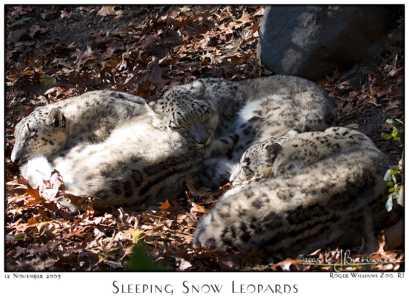 12Nov05 Sleeping Snow Leopards - 7353