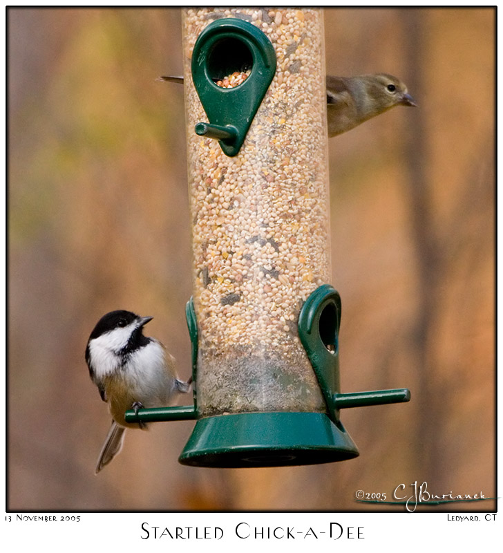 13Nov05 Startled Chickadee - 7397
