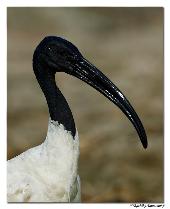 Black Ibis (Pseudibis papillosa)-8040