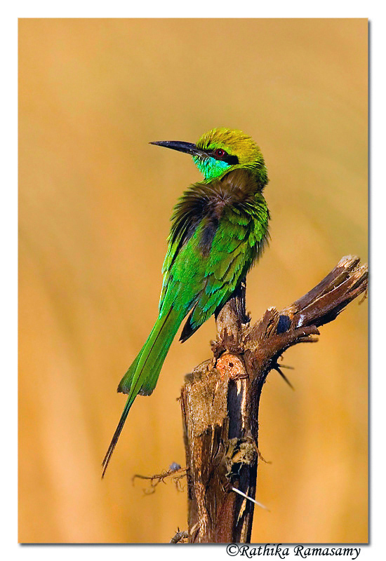 Green Bee eater_DSC_6134