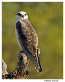 Black-winged Kite_BID1275