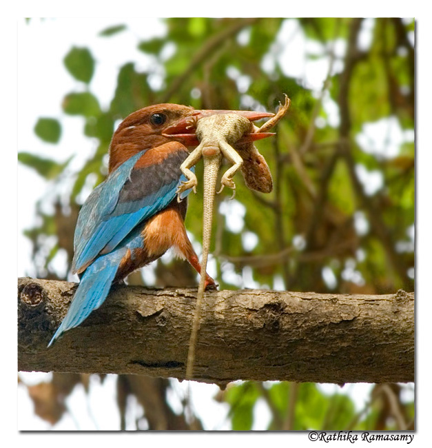 White-throated Kingfisher(Halcyon smyrnensis)-D2C0318