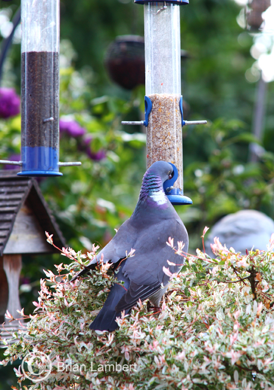 IMG_1042 Pigeon