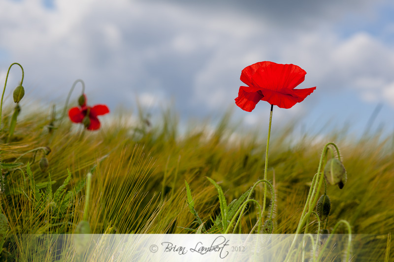 IMG_4051-Edit-2.jpg