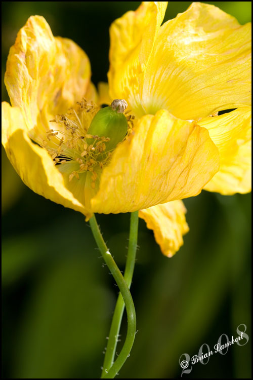 IMG_2523  Poppy