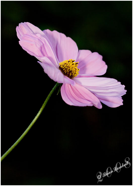 IMG_2542  Cosmos