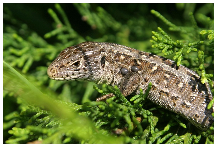 Sand Lizard