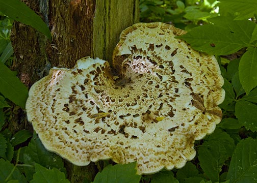 Tree Fungi.jpg