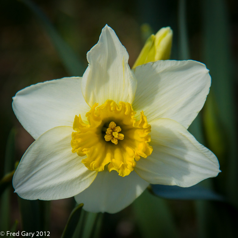 Daffodil.jpg
