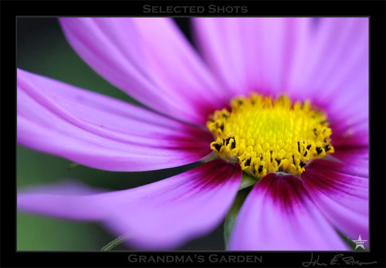 Grandmas Garden