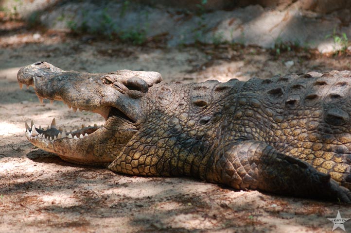 Gator Breath