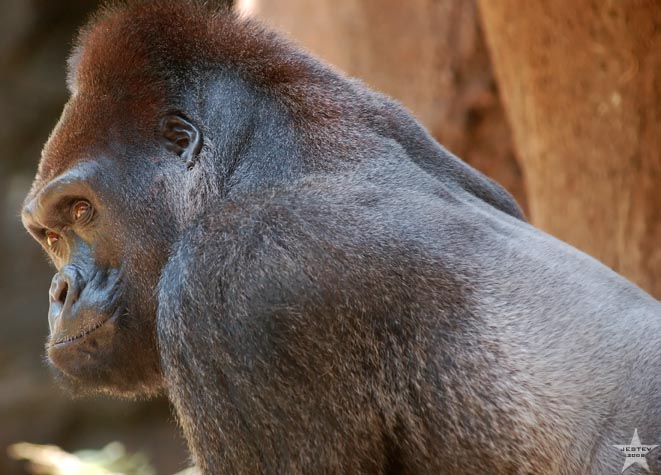 Gorillas Exit