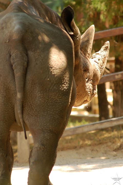 Rhino Butt