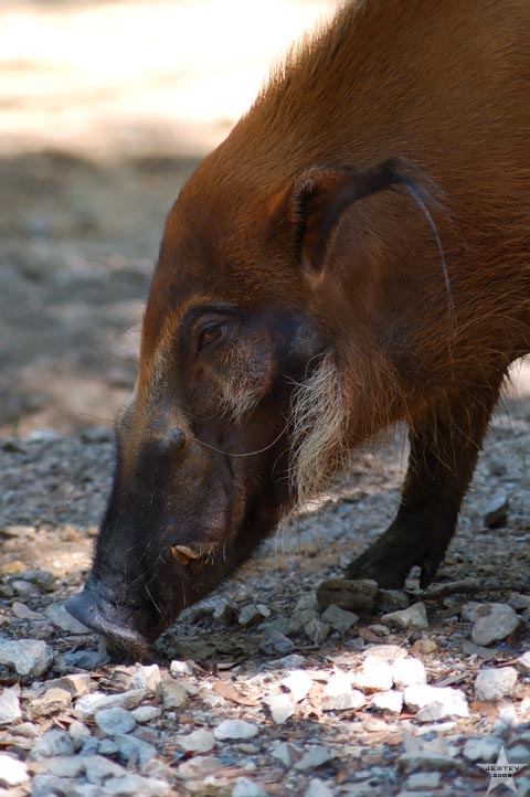Searching Pig