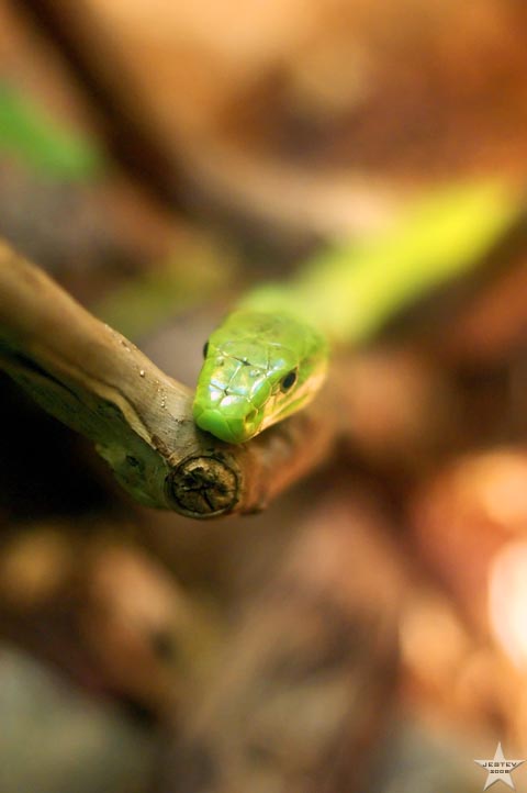 Depth of the Bite