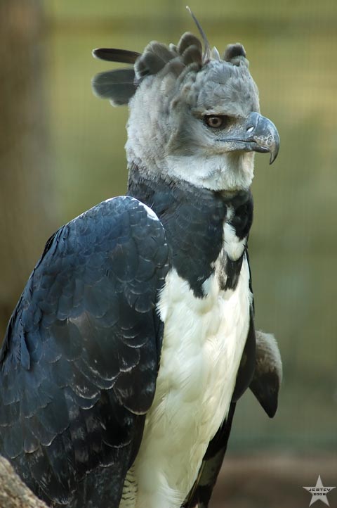 Harpy Eagle