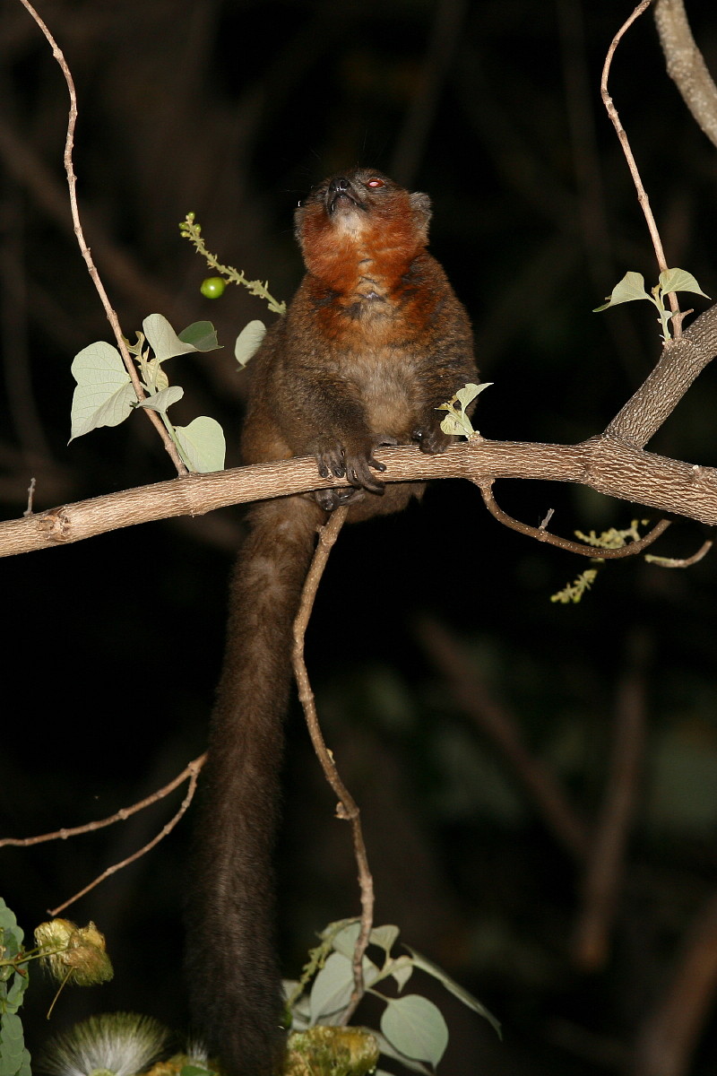 Mongoose Lemur