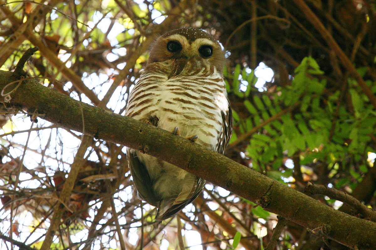 White-browed Owl