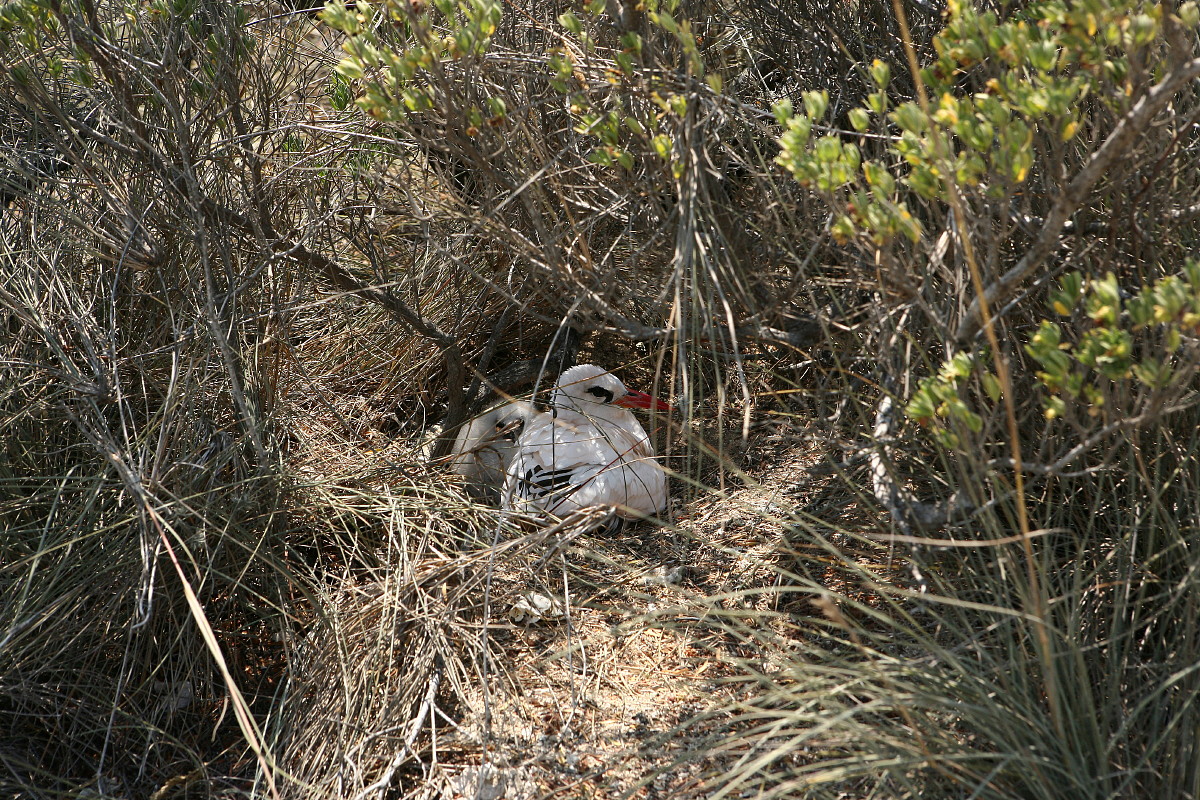 Red-tailed Tropicbird