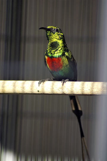 Male Beautiful Sunbird.jpg