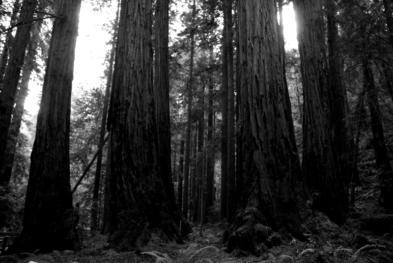 Muir Woods