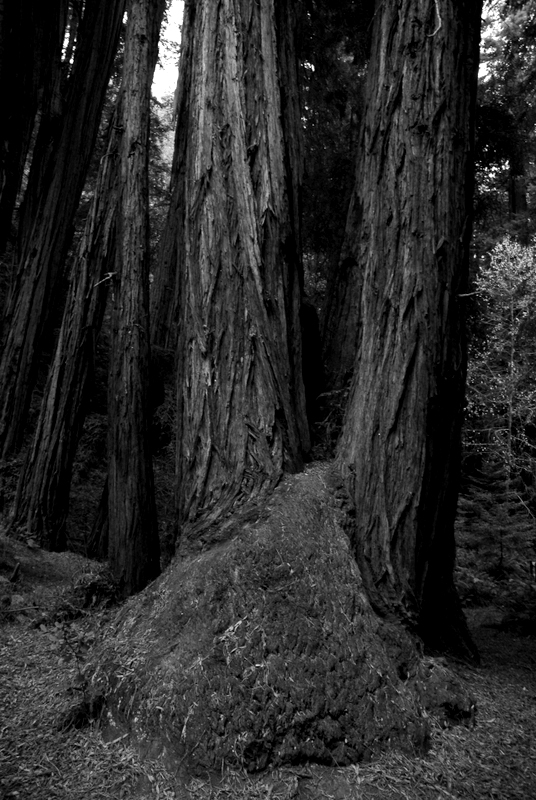 Muir Woods