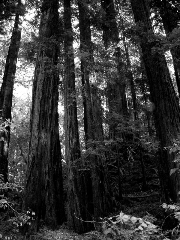 Muir Woods