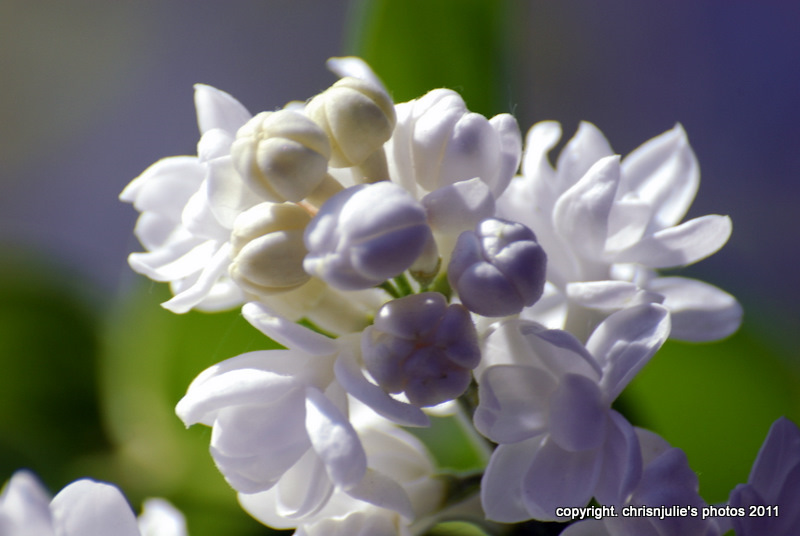 blossom in the sun