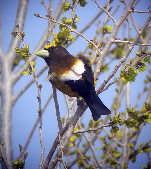 Evening Grosbeak