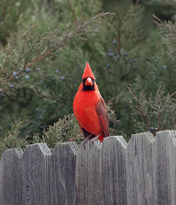 Northern Cardinal