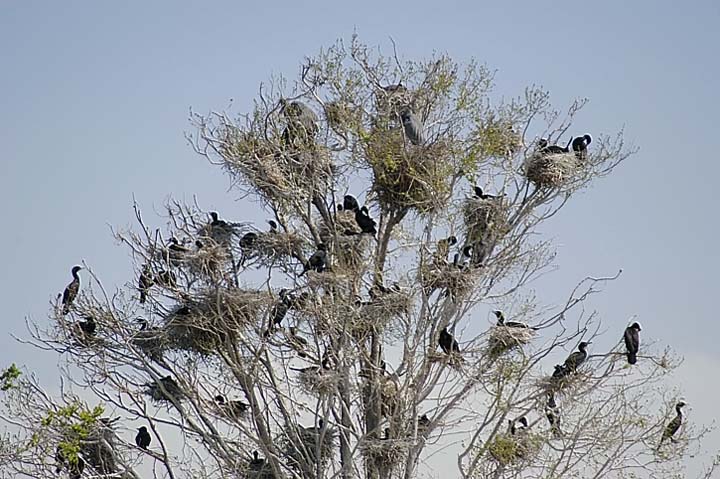 Double-crested Cormorant