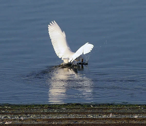 Snowy Egret