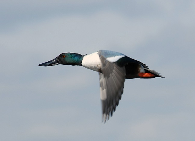 Northern Shoveler