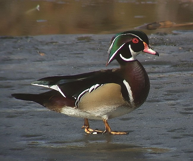 Wood Duck
