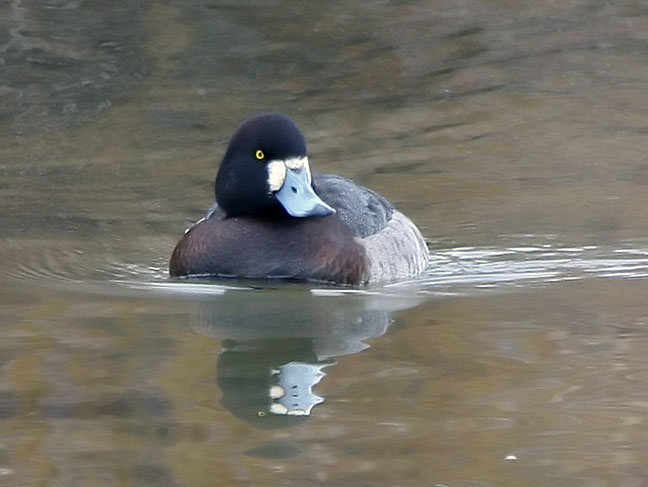 Greater Scaup