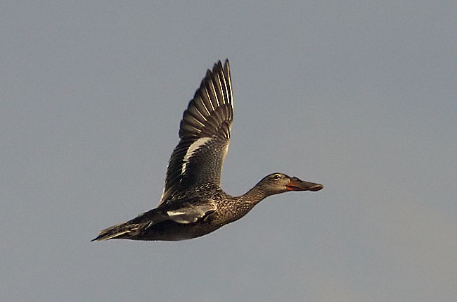 Northern Shoveler
